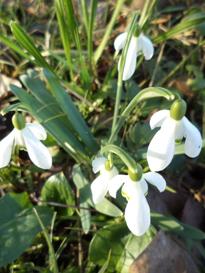 proljece-prnjavor-3