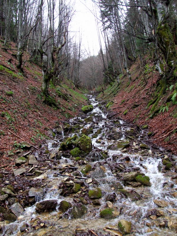 vucija-planina-korak-vise (19)