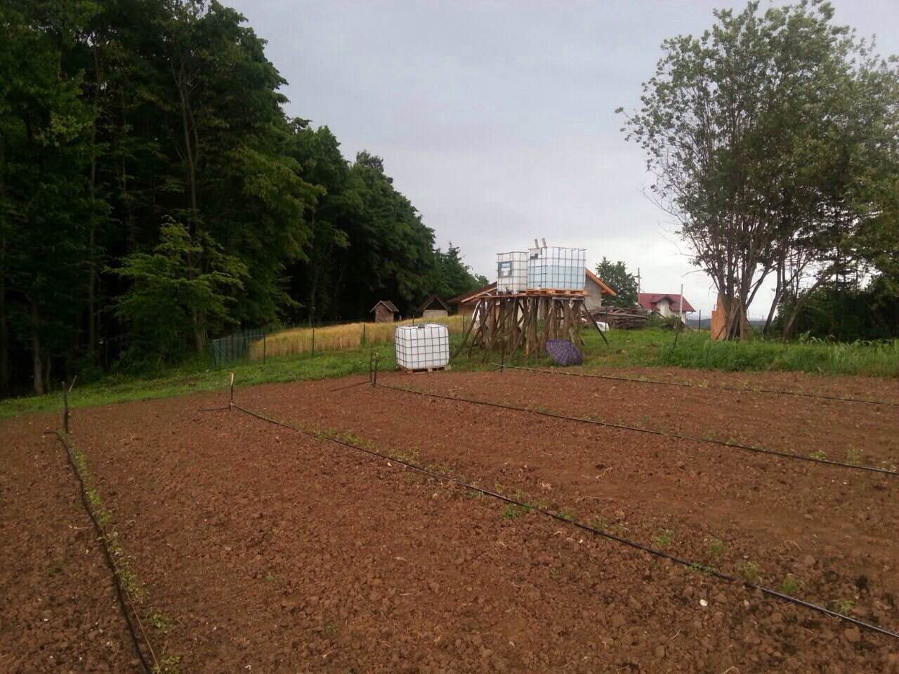 maline-zasad (1)