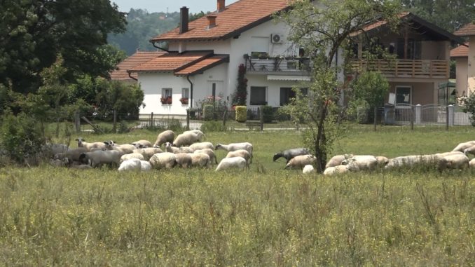 ovce ranc zlatna dolina