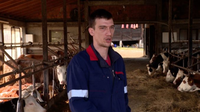 boban- farmer krava