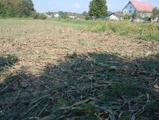Foto: Ustupljena fotografija | Ljubiši Tominčiću divlje svinje uništile kukuruz: Šteta ogromna, niko ne reaguje (FOTO, VIDEO)