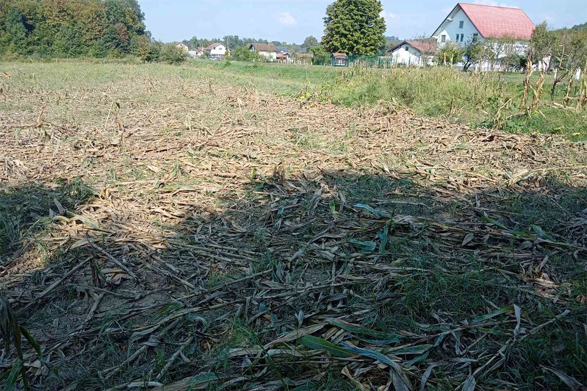 Foto: Ustupljena fotografija | Ljubiši Tominčiću divlje svinje uništile kukuruz: Šteta ogromna, niko ne reaguje (FOTO, VIDEO)